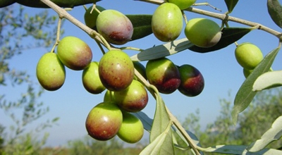 Bando pubblico per la raccolta delle olive di propriet&agrave; del Comune di Pau