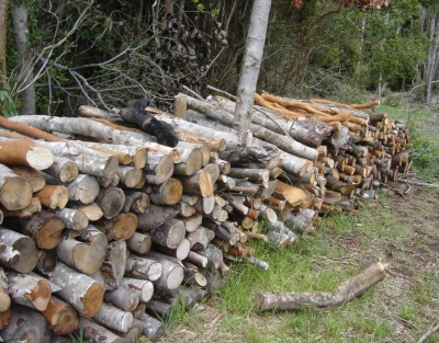 Disponibilit&agrave; legna da ardere da parte dell'Agenzia Forestas. Annata silvana 2023 (leccio depezzata in catasta)- GRADUATORIA DEFINITIVA