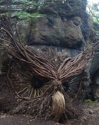 Alcuni consigli utili per vivere nel rispetto del bosco!