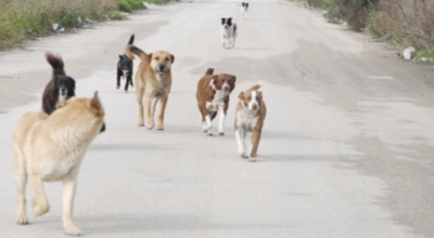 Giornata di microchippatura gratuita dei cani &ndash; 10 Giugno 2021